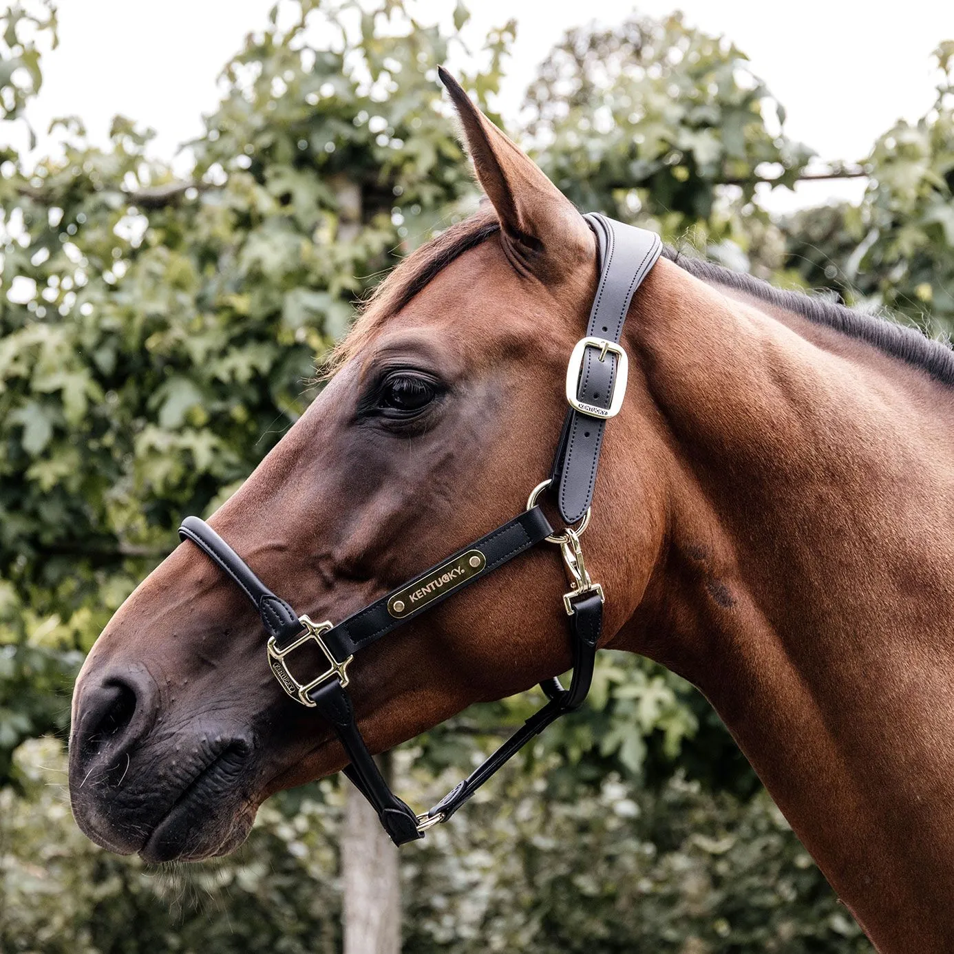 Kentucky Horsewear Anatomic Leather Headcollar - Black